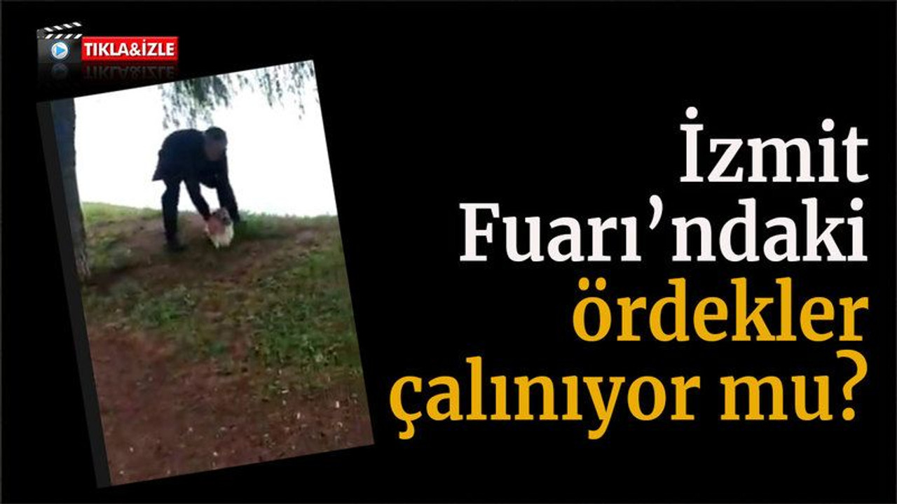İzmit Fuarı’ndaki ördekler çalınıyor mu?